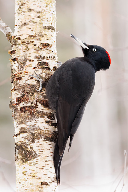 Black woodpecker - Palokärki - Dryocopus martius