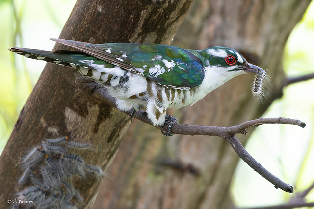 Diederik Cuckoo Chrysococcyx caprius