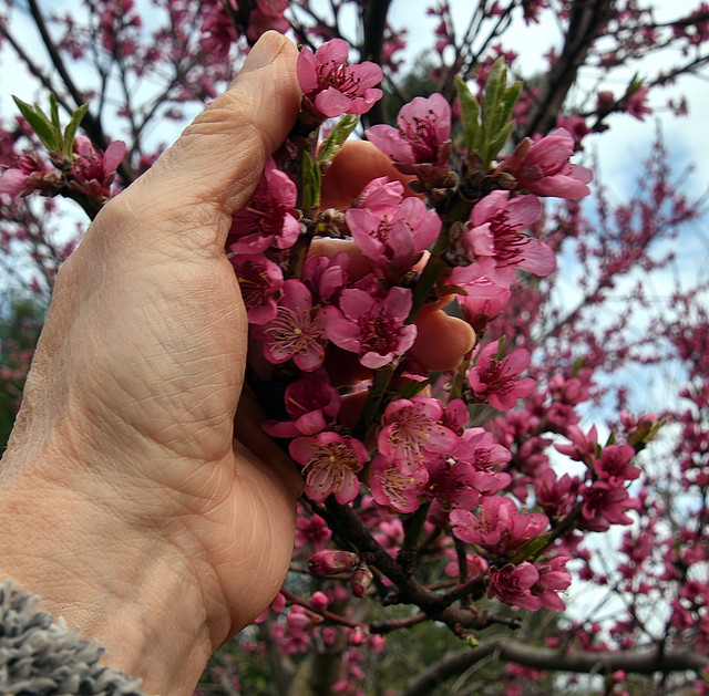 A Handfull Of Spring