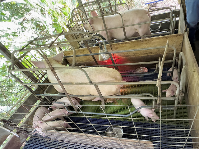 Hogs on a Small Farm in Boqueron, Panama-4811