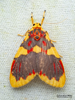 Lichen moth (Barsine rubricostata) - P3125876