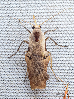 Lichen moth (Teulisna sp.) - P3103121