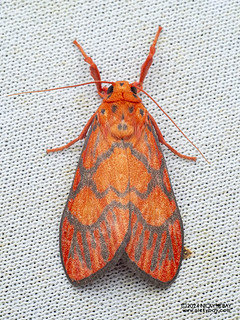 Lichen moth (Sarbine sp.) - P3102837