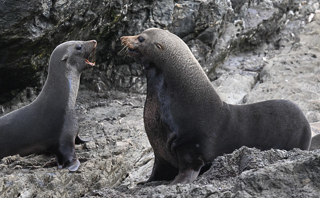 Guadaloupe Fur Seal