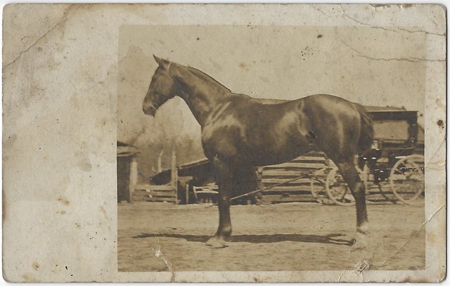 Horse Portrait. Real Photo Postcard.