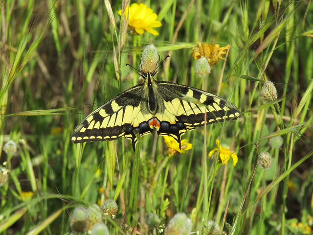 Papilio Machaon