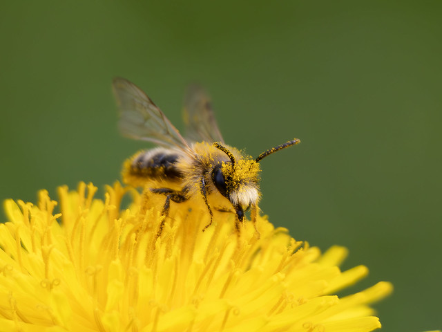 Bee in a dandelion