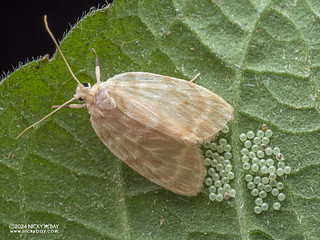 Lichen moth (Chamaita sp.) - P3115364