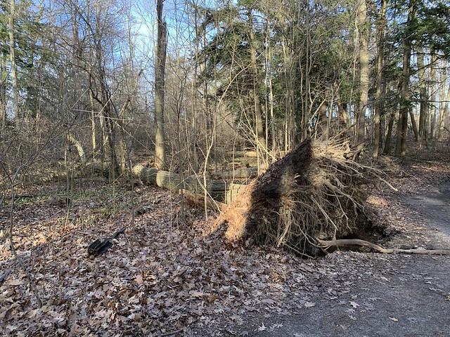 “A Massive tree uprooted and blown over in the woods at Duffins trail in Discovery bay , Martins photographs , Ajax , Ontario , Canada , April 16. 2024”