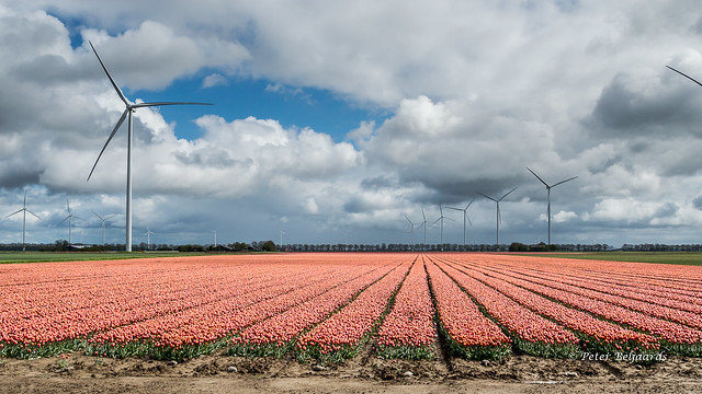 Colourful Flevoland Netherlands  🌷🌷