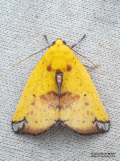 Tufted moth (Xenochroa xanthia) - P3115051