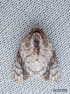 Tufted moth (Meganola ascripta) - P3102813