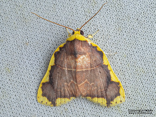 Tufted moth (Chandica sp.) - P3102730