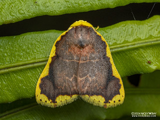 Tufted moth (Chandica sp.) - P3092254