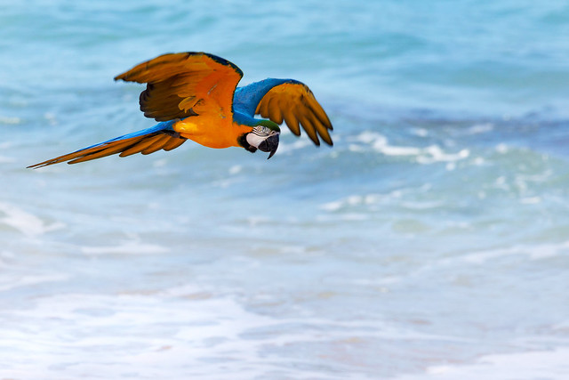 Beach Parrot