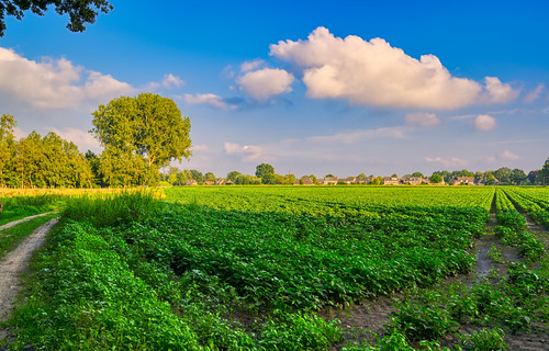 Agricultural potato fields. Wilhelminaweg, village of Aarle-Rixtel, The Netherlands. by Alex-de-Haas, « If you appreciate my work and would like to support me becoming an independent photographer, becom
