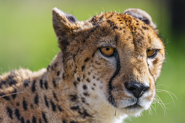 Close portrait of a cheetah