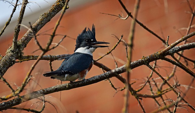 Chatttering away on a windy day  - Belted Kingfisher