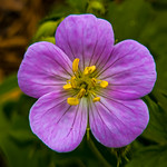 Purple Virginia Spring Beauty 