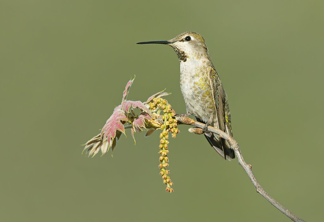 Anna's Hummingbiord with young oak leaves