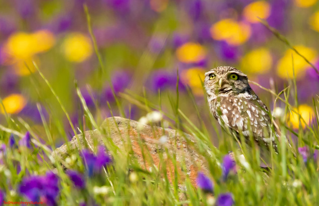 Little Owl amongst the flowers near Campanario, Spain April 2024