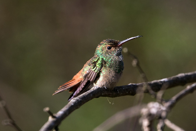 Rufous-tailed Hummingbird at Monteverde S24A2506