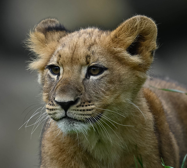 Moja - lion cub