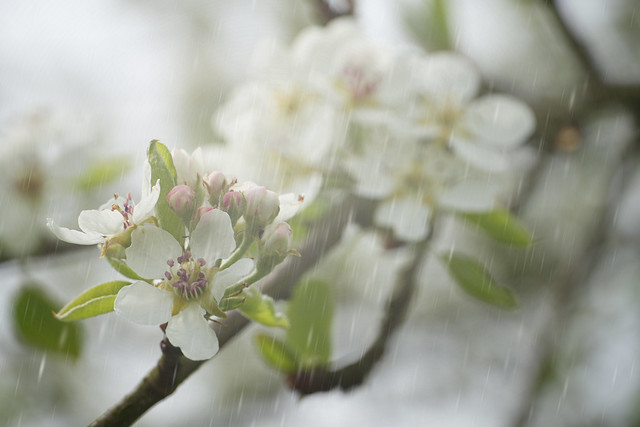 Apfelblüten im Regen