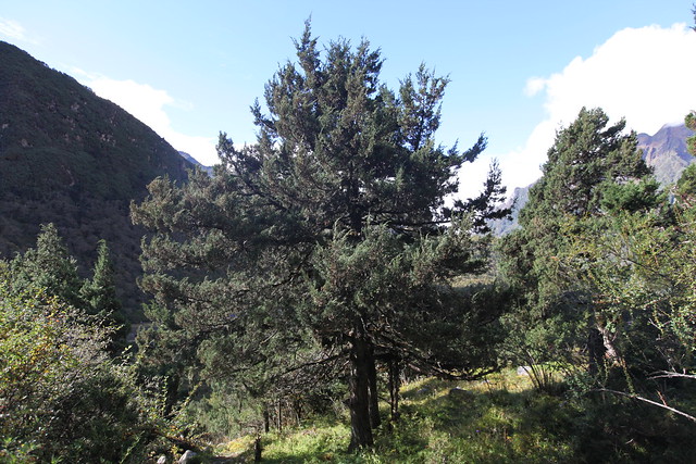 Juniperus indica Ghunsa Valley Oct 2023
