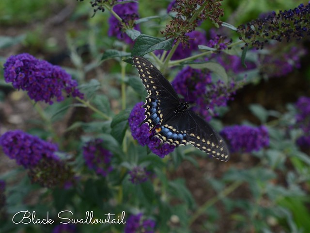 Black Swallowtail on ‘Miss Violet' Butterfly bush (Buddleia).