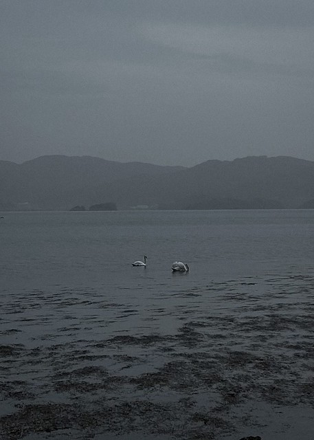 Omura swans