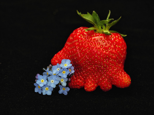 Forget-me-not and strawberry