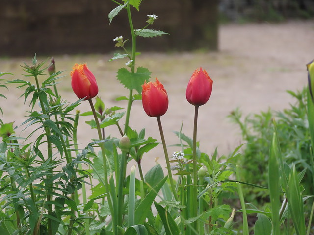 Red tulips in Handsworth Park Community Garden