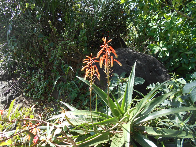 Aloe sp. Floraison