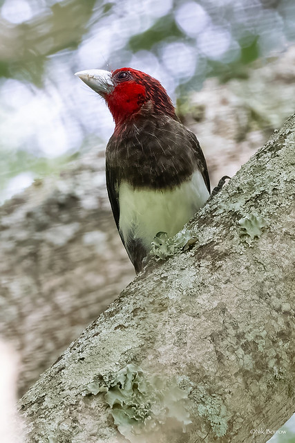 Brown-breasted Barbet Pogonornis melanopterus