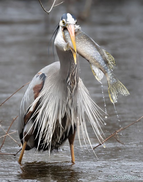 Big Gulp!    -    GBH with a fish out of water...