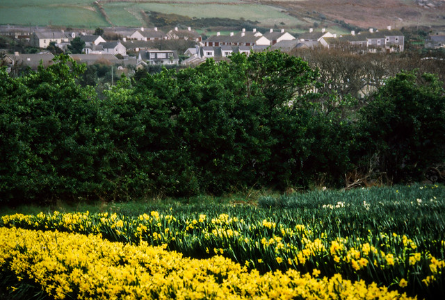 Field of daffodils, film 1999, St Mary's, Scilly Isles, England