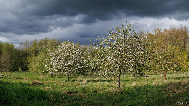 Apple tree meadow, EOS R6II, RF 50 1,2 L USM, 4 pics stitched pano