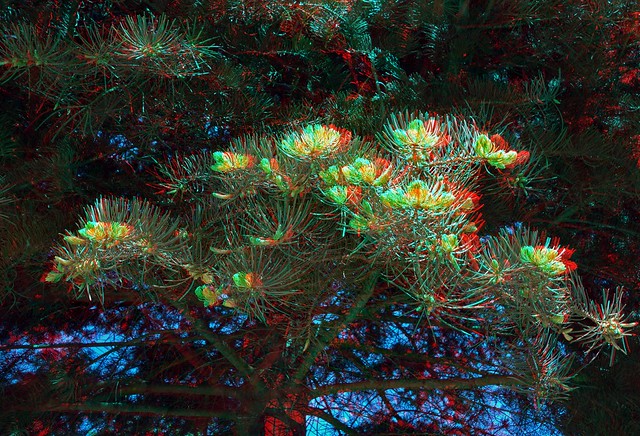 Kiefer   Pine tree