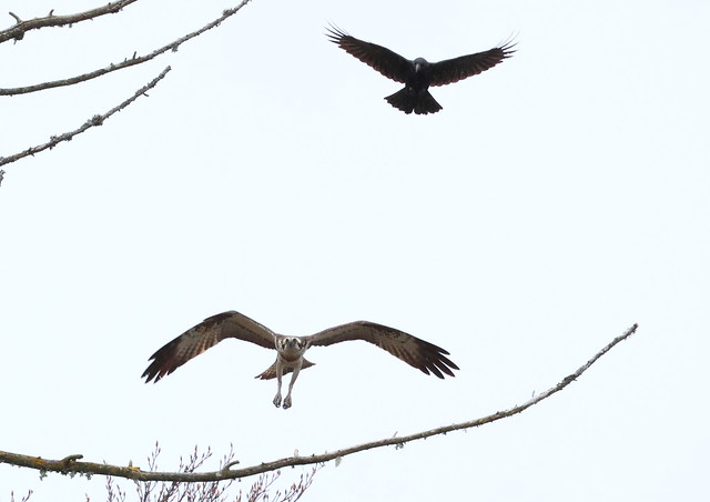 Osprey & Crow - Scottish Highlands
