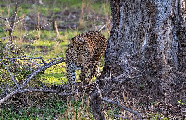 SOUTH LUANGWA - MORE OF LUCY
