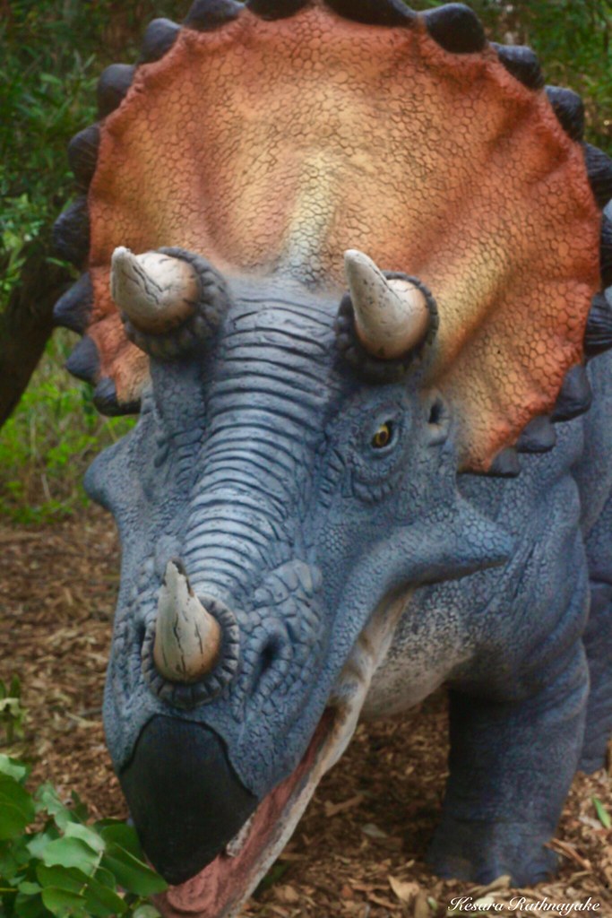 IMG_0528 "Triceratops"