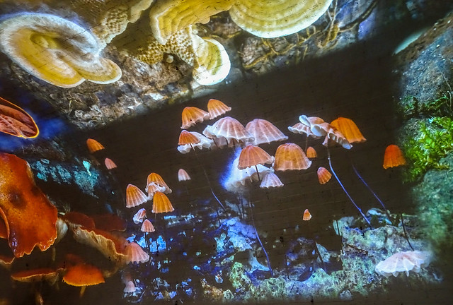 Mushroom Umbrellas
