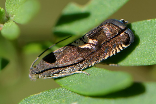 Moth on a Deerweed leaf -- Grapholita lunatana?