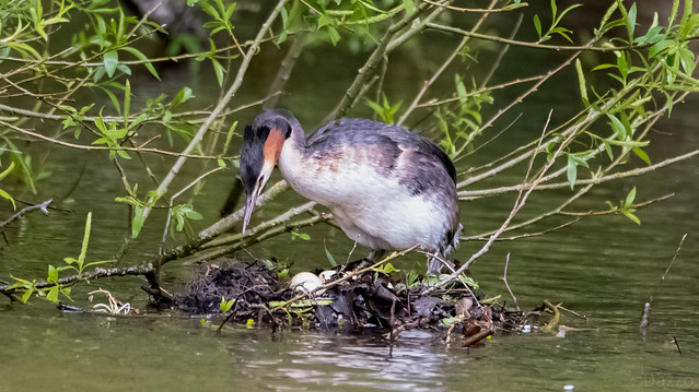 Great crested grebe.