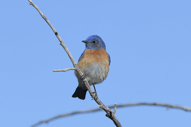 western bluebird (Sialia mexicana)