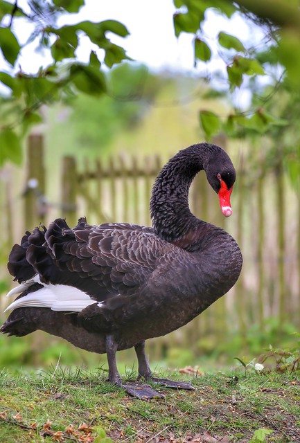The black swan beauty of Abdij van Park in Heverlee (Leuven)