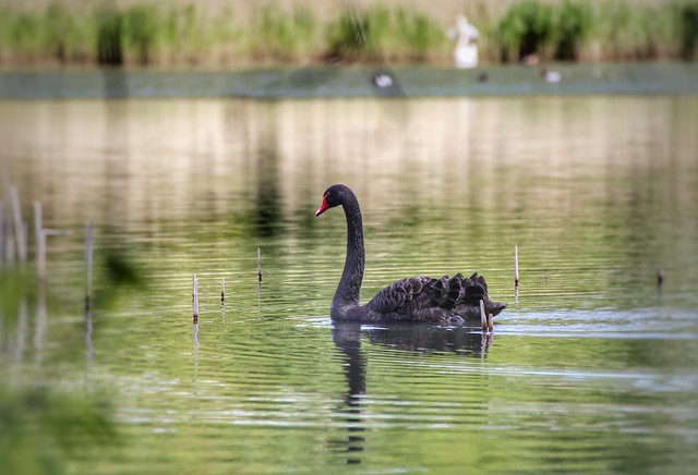 The black swan beauty of Abdij van Park in Heverlee (Leuven)