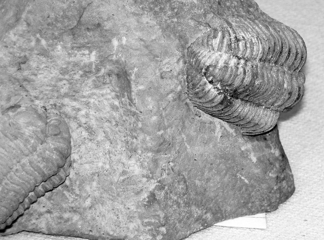 Sthenarocalymene celebra (fossil trilobites) (Cedarville Dolomite, Middle Silurian; Miami County, Ohio, USA)