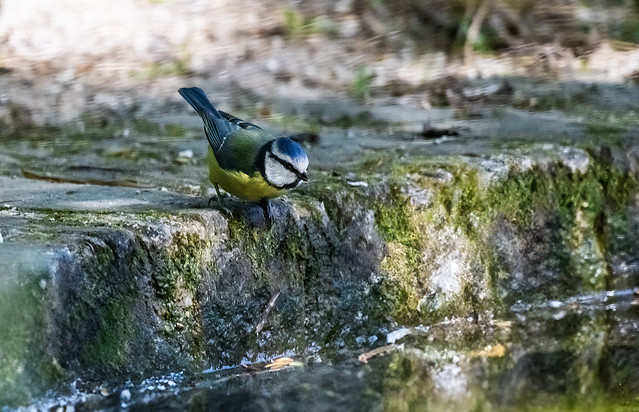 Blue Tit about to take the plunge